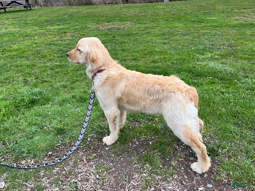 Goldendoodle dogs for sale: Hazel - Ad 9