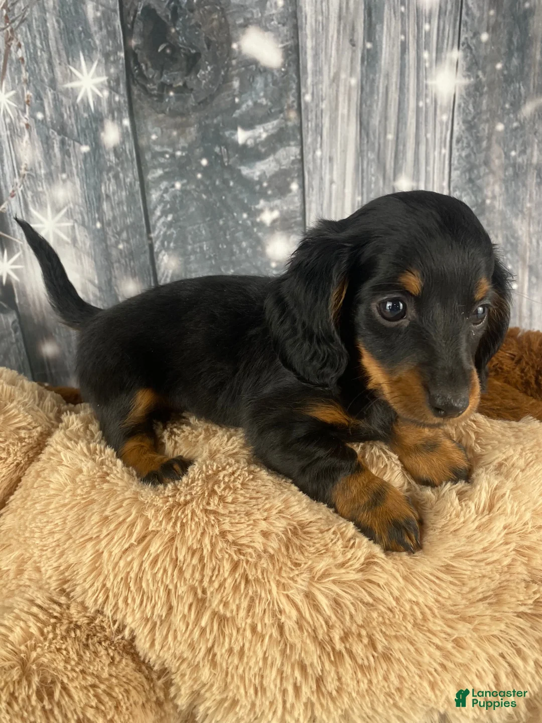 Miniature Dachshund dogs for sale: Willow - Ad 11