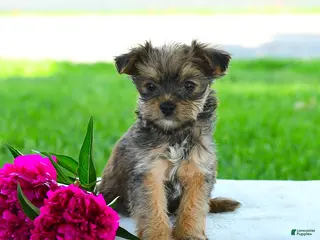 Yorkiepoo dogs for sale: Randall - Ad 1
