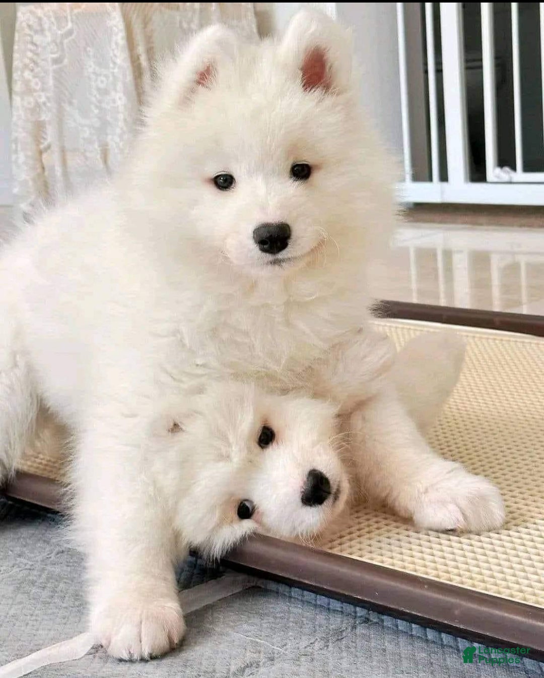 Samoyed dogs for sale: Dana - Ad 1