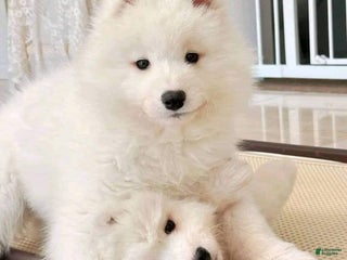 Samoyed dogs Dana - Ad 1