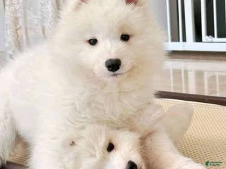 Samoyed dogs Dana - Ad 10