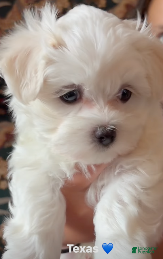 Maltese dogs Texas - Ad 2