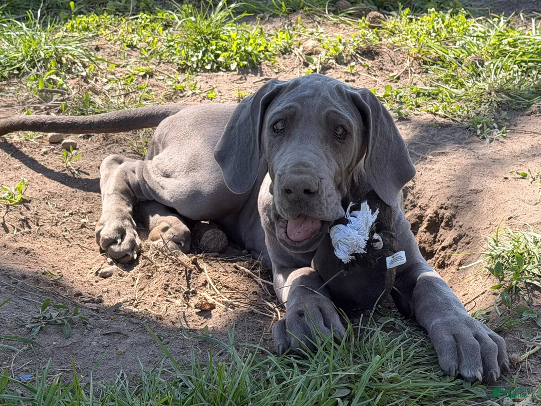Great Dane dogs for sale: Emma  - Ad 7
