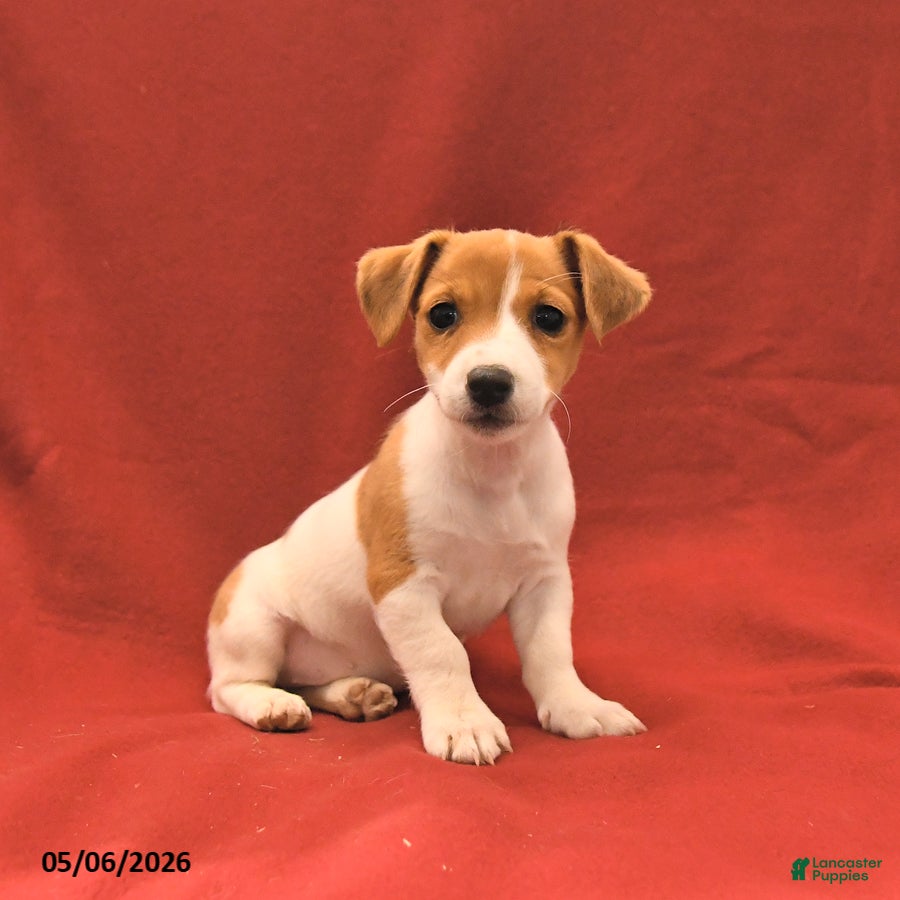 Jack Russell Terrier dogs Miley - Ad 2