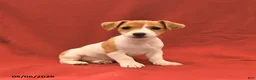 Jack Russell Terrier dogs for sale: Miley - Ad 2