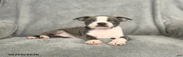 Boston Terrier dogs for sale: Blake - Ad 3