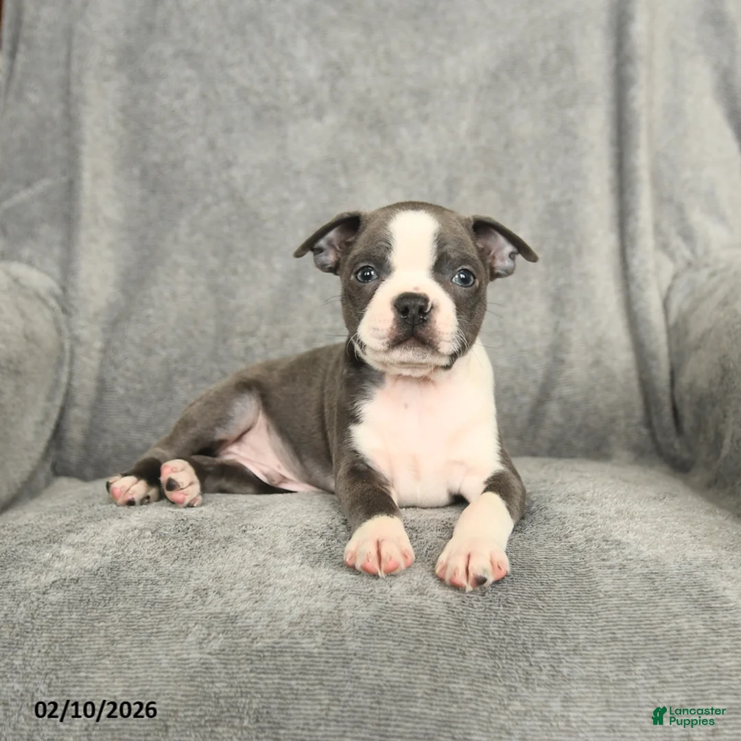 Boston Terrier dogs for sale: Blake - Ad 3