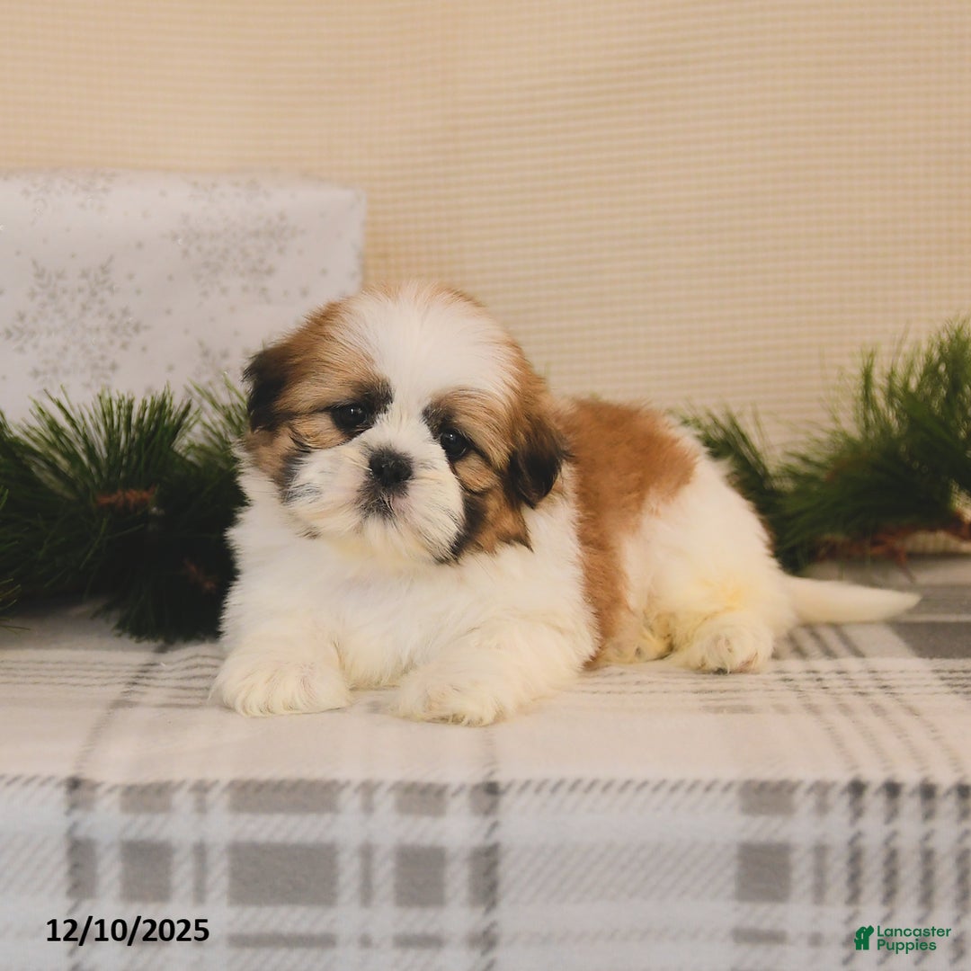 Shih Tzu dogs for sale: Lucky - Ad 3