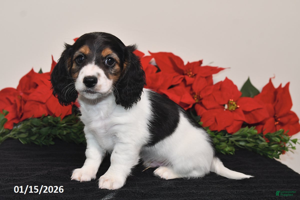 Miniature Dachshund dogs Benny - Ad 38