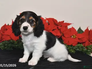 Miniature Dachshund dogs Benny - Ad 28