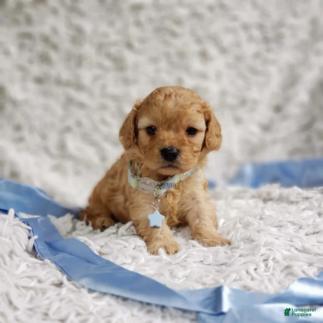 Cavapoo dogs for sale: Presley  - Ad 10