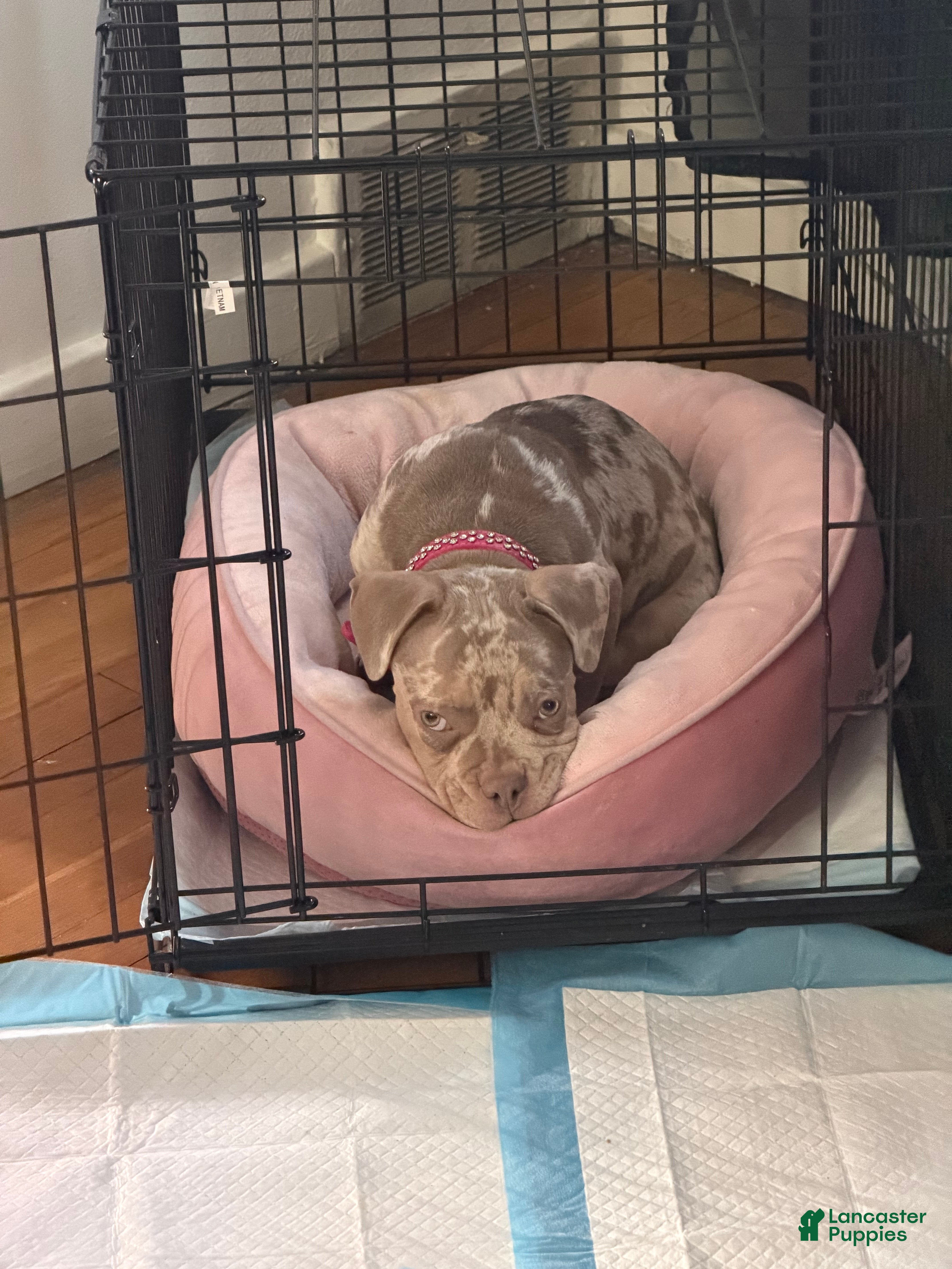 American Bully dogs American Bully Puppy 2 - Ad 2