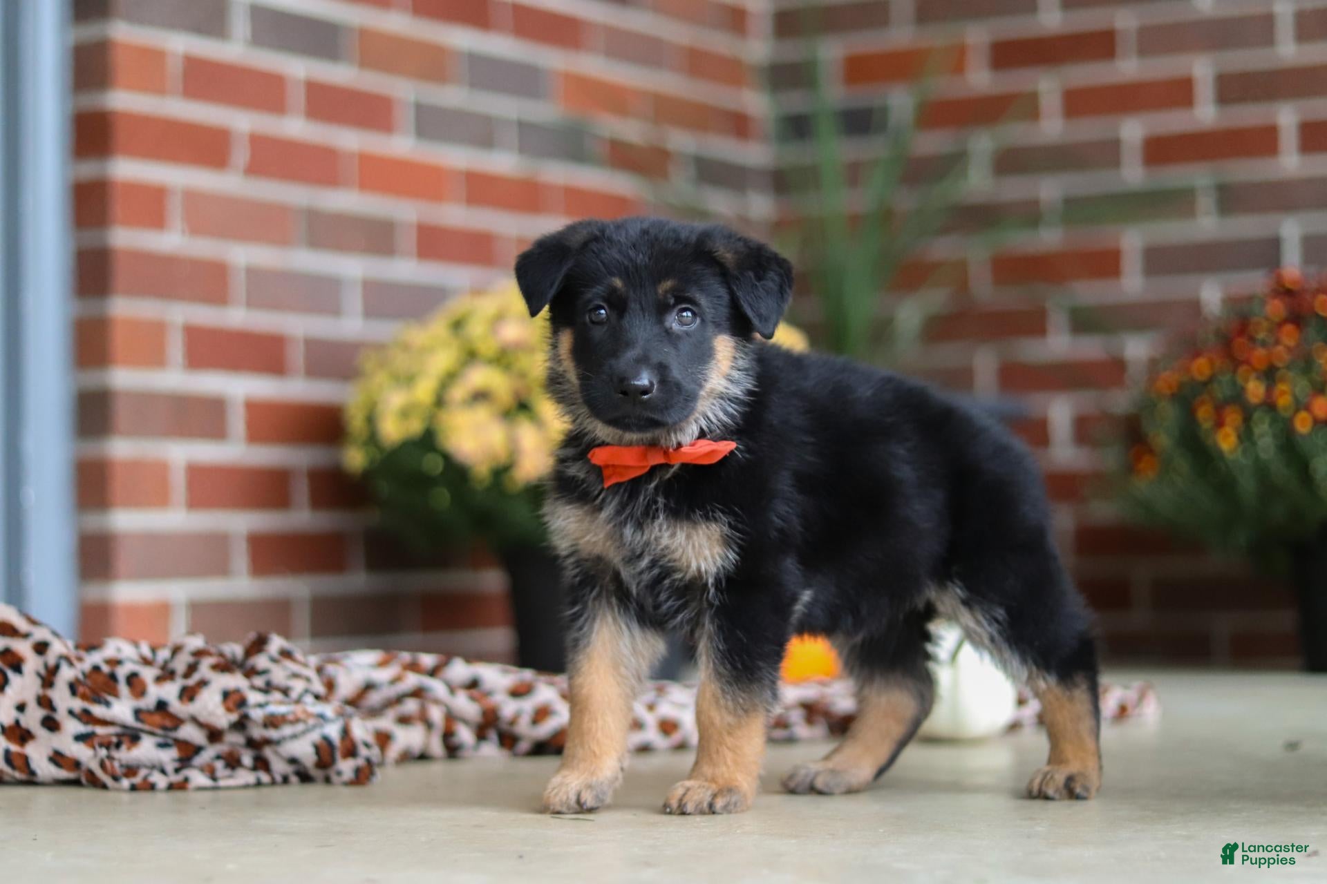 German Shepherd dogs Majesty - Ad 2