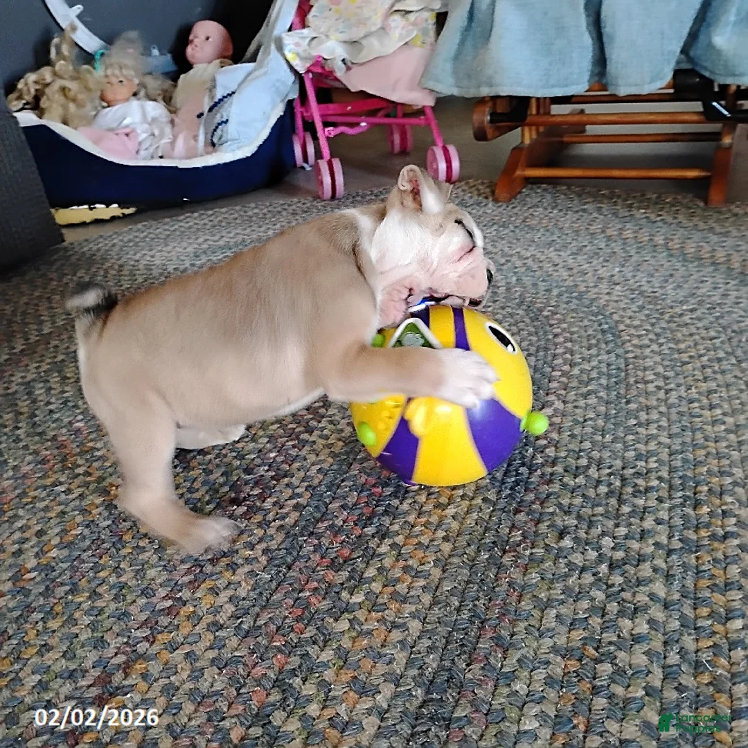 English Bulldog dogs for sale: Reba Mae - Ad 4