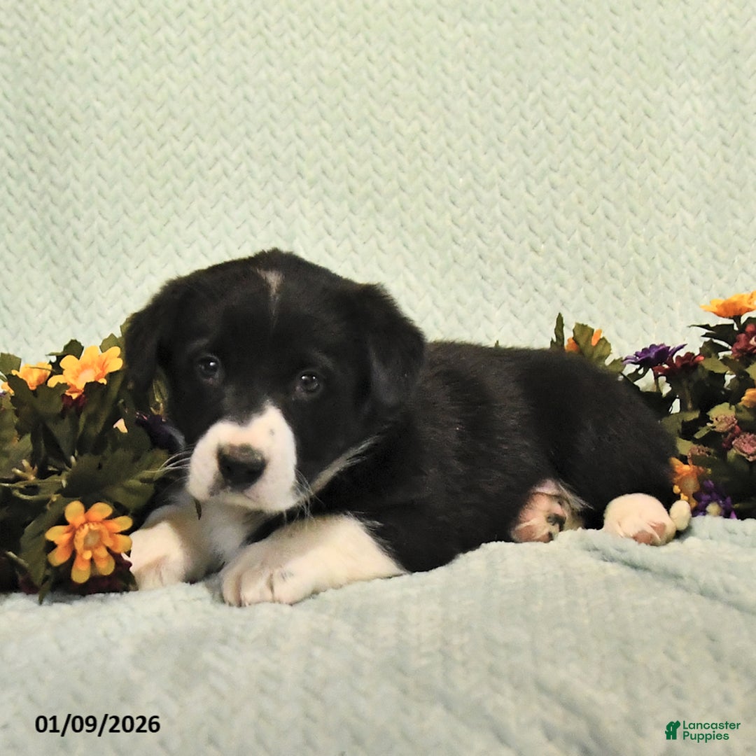 Mixed Breed dogs for sale: Jacks - Ad 3