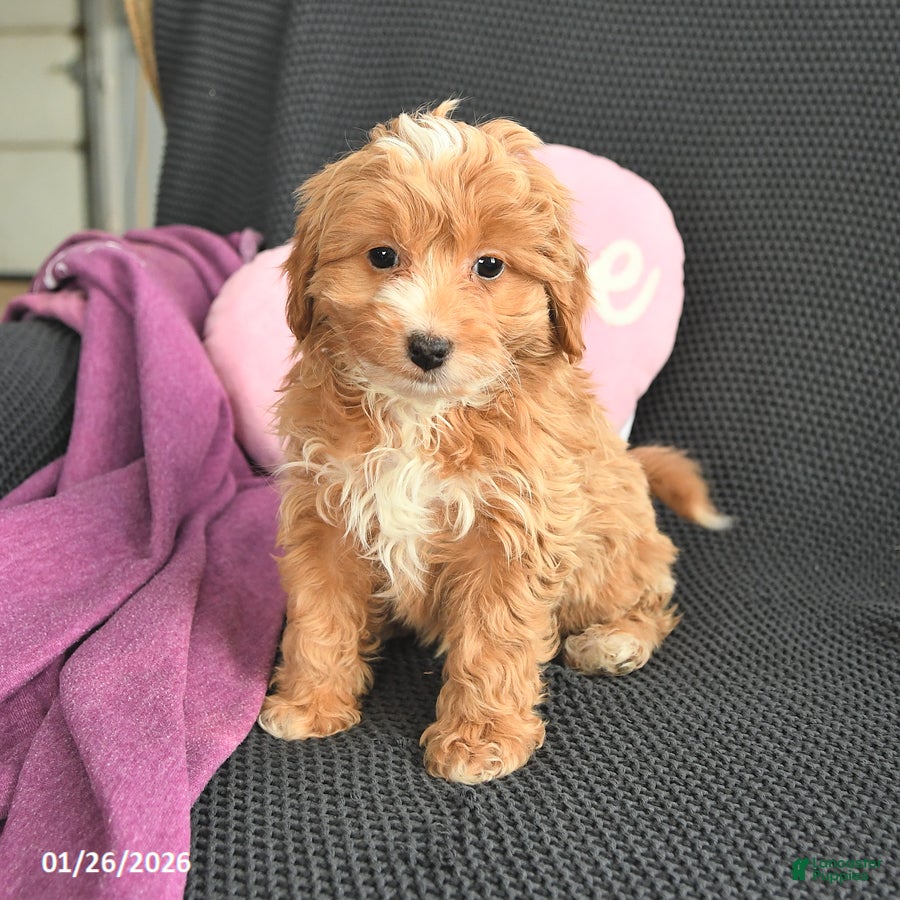 Mixed Breed dogs Jeremiah - Ad 35