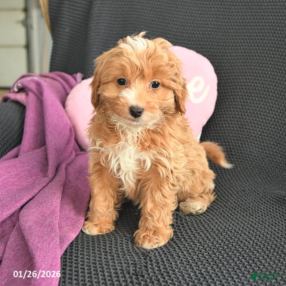 Mixed Breed dogs for sale: Jeremiah - Ad 1