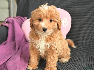 Mixed Breed dogs Jeremiah - Ad 35