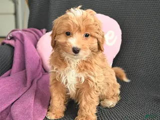 Mixed Breed dogs Jeremiah - Ad 37