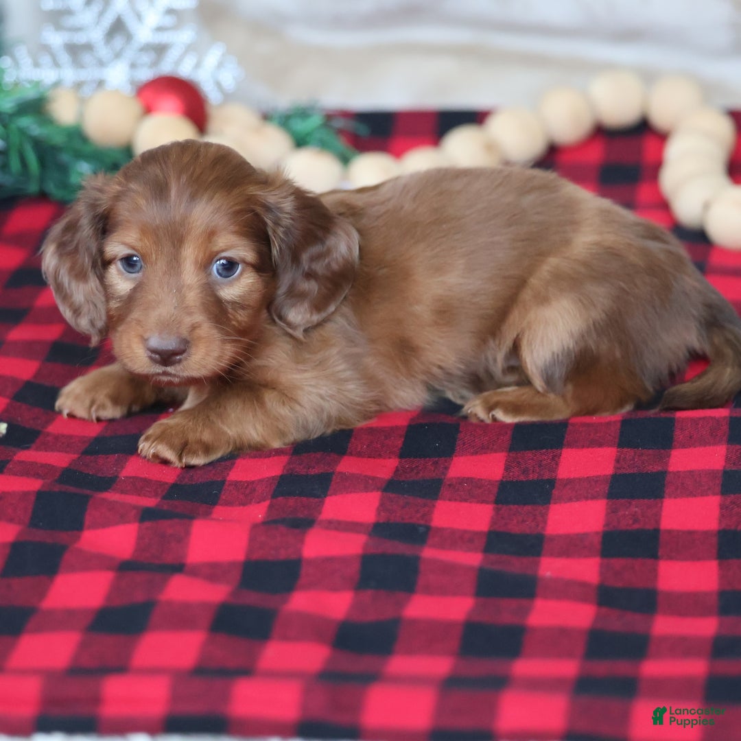 Miniature Dachshund dogs for sale: Silver  - Ad 6