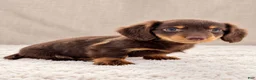 Miniature Dachshund dogs for sale: Miniature Dachshund 5 - Ad 6