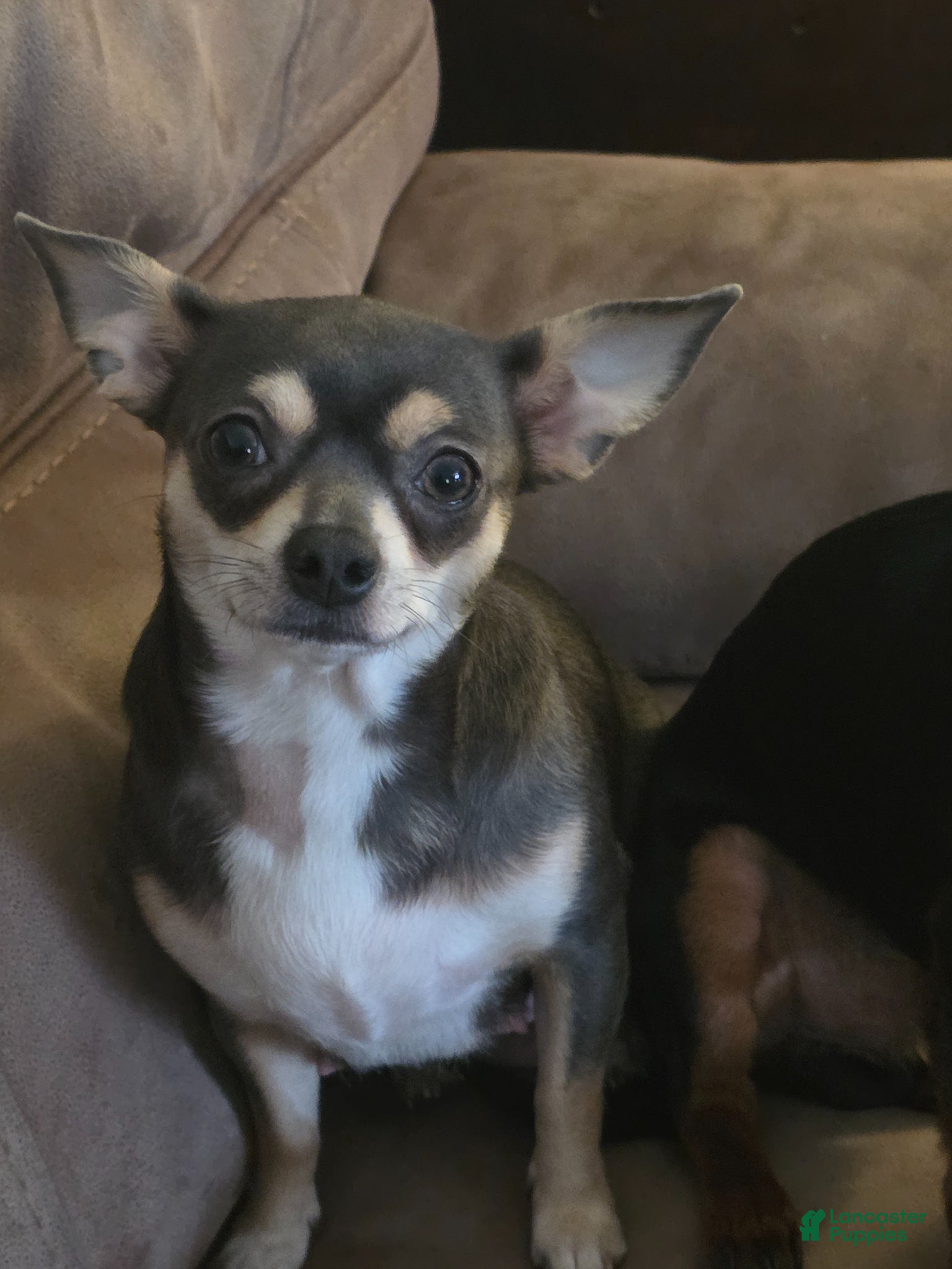 Chiweenie dogs Chiweenie Puppy 5 - Ad 2