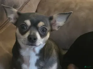 Chiweenie dogs Chiweenie Puppy 5 - Ad 2