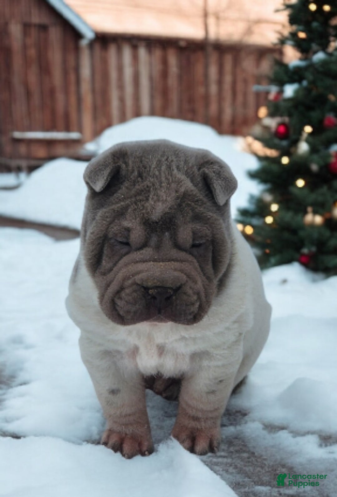 Shar Pei dogs for sale: Lilly lilac flower mini  - Ad 6