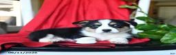 Welsh Corgi Pembroke dogs for sale: Cleo - Ad 4