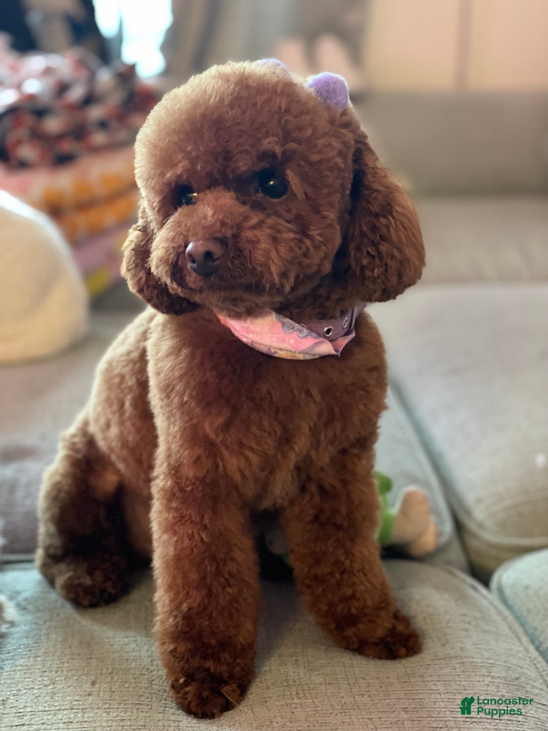 Maltipoo dogs for sale: Maltipoo Puppy 1 - Ad 10