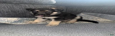 German Shepherd Puppy 1