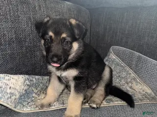 German Shepherd dogs for sale: German Shepherd Puppy 1 - Ad 3