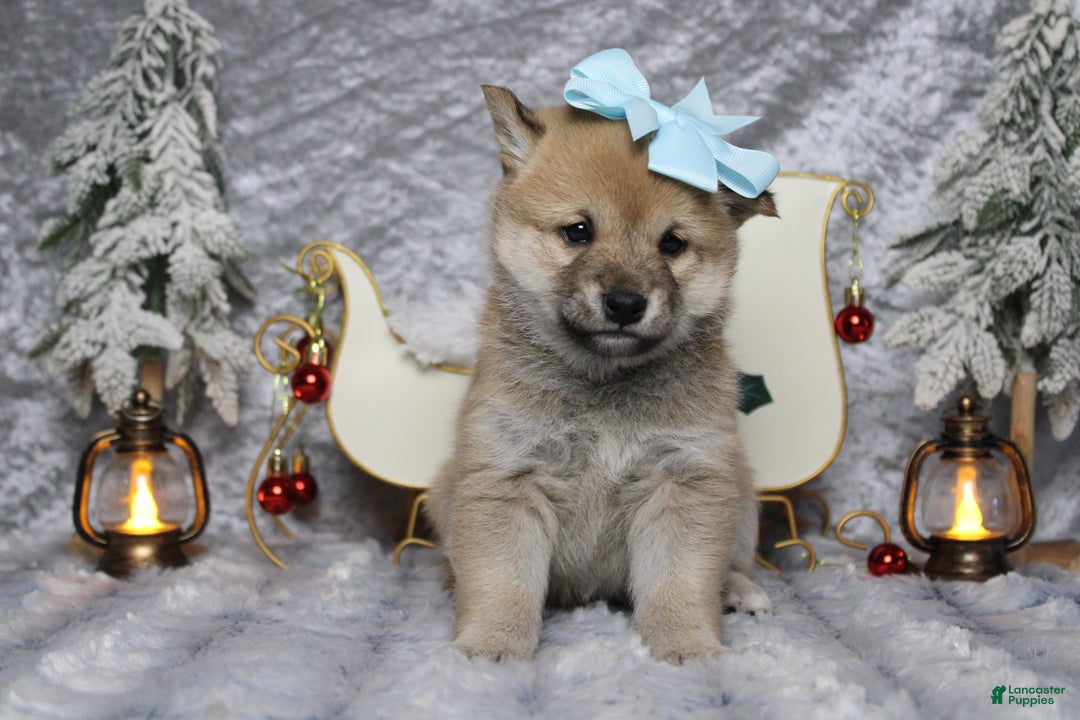 Shiba Inu dogs for sale: Gin  - Ad 9