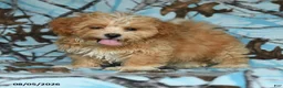 Mixed Breed dogs for sale: Udo - Ad 5