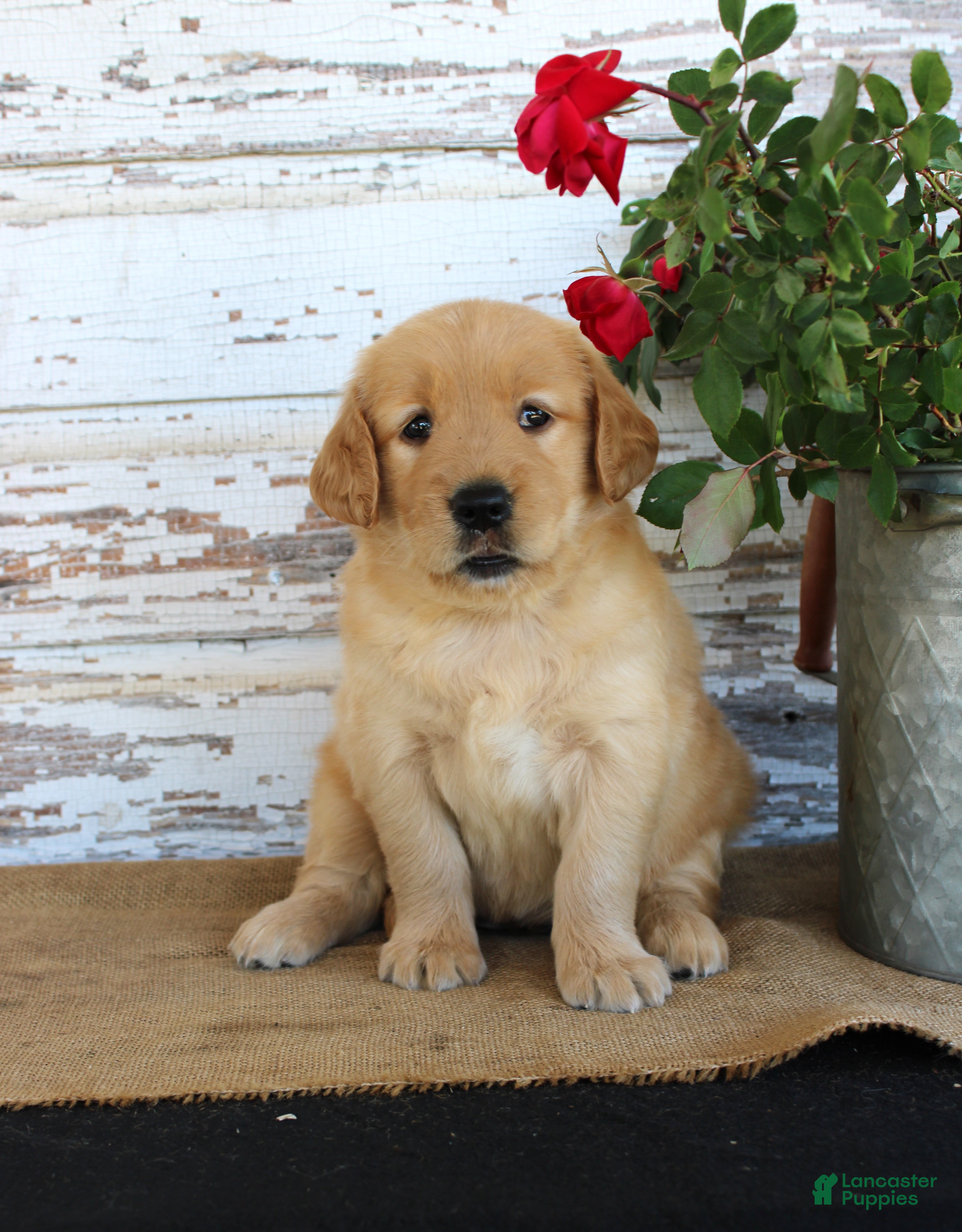 Golden Retriever dogs Heather - Ad 38