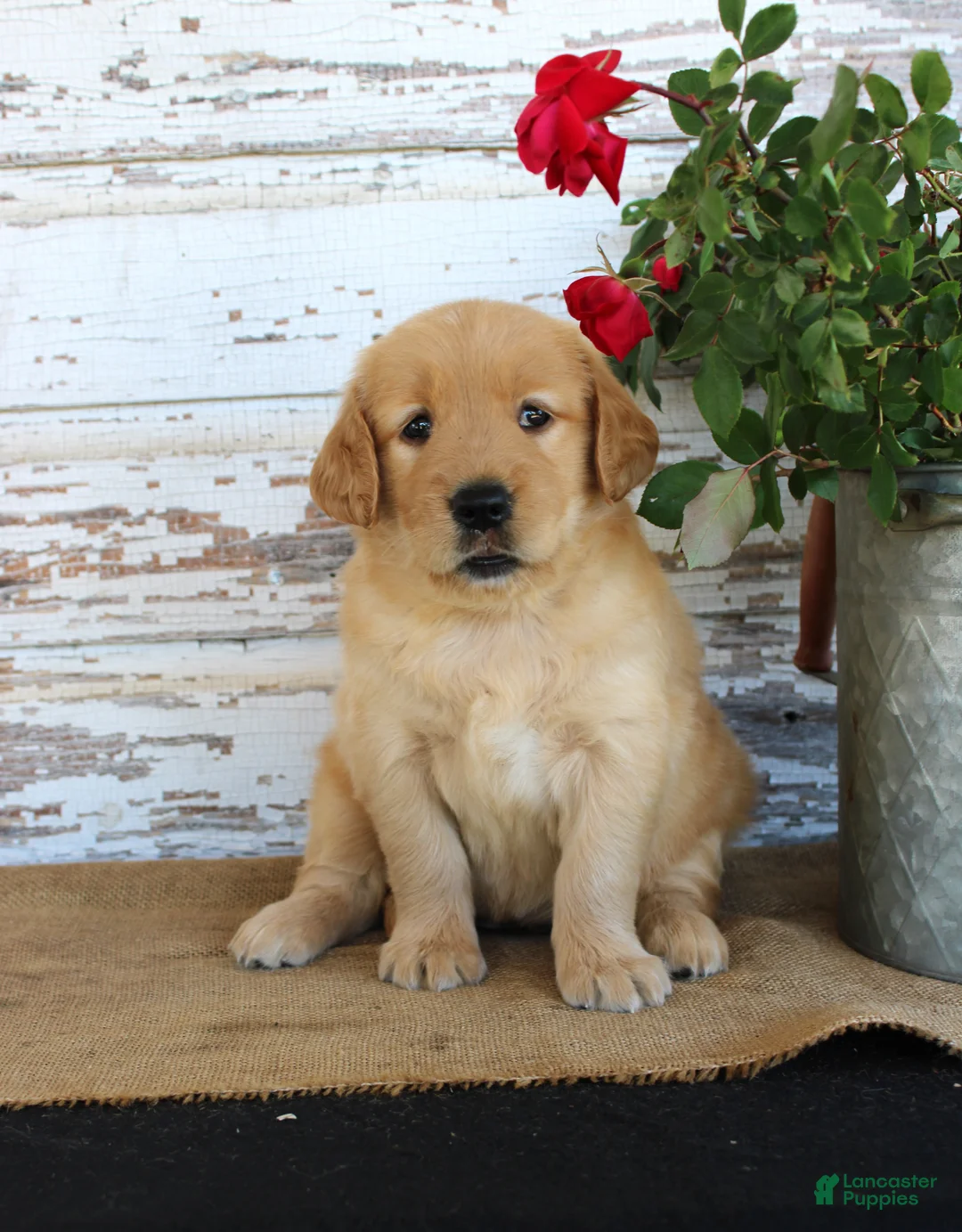 Golden Retriever dogs for sale: Heather - Ad 1