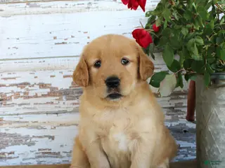Golden Retriever dogs Heather - Ad 38