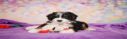 Mini Bernedoodle dogs for sale: Stella - Ad 6