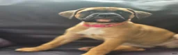 Boxer dogs for sale:  Cricket  - Ad 2