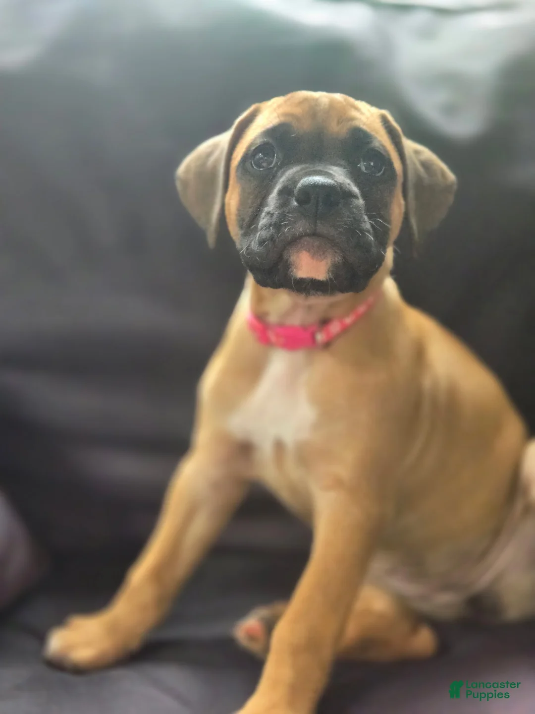 Boxer dogs for sale:  Cricket  - Ad 2