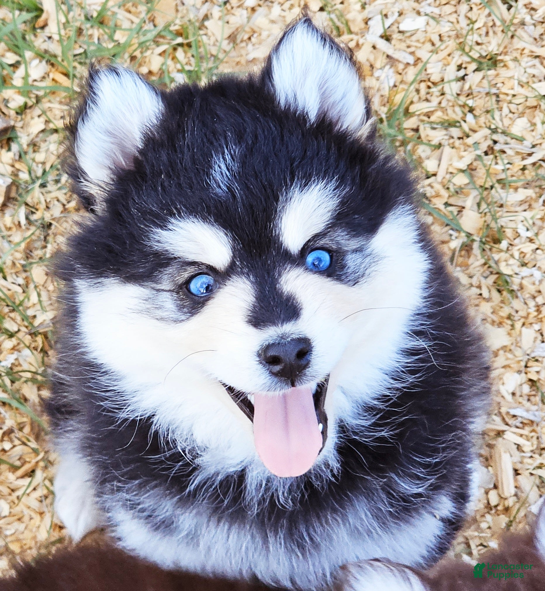 Pomsky dogs Raya - Ad 1