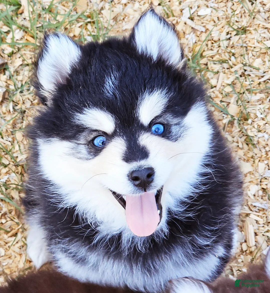 Pomsky dogs for sale: Raya - Ad 1