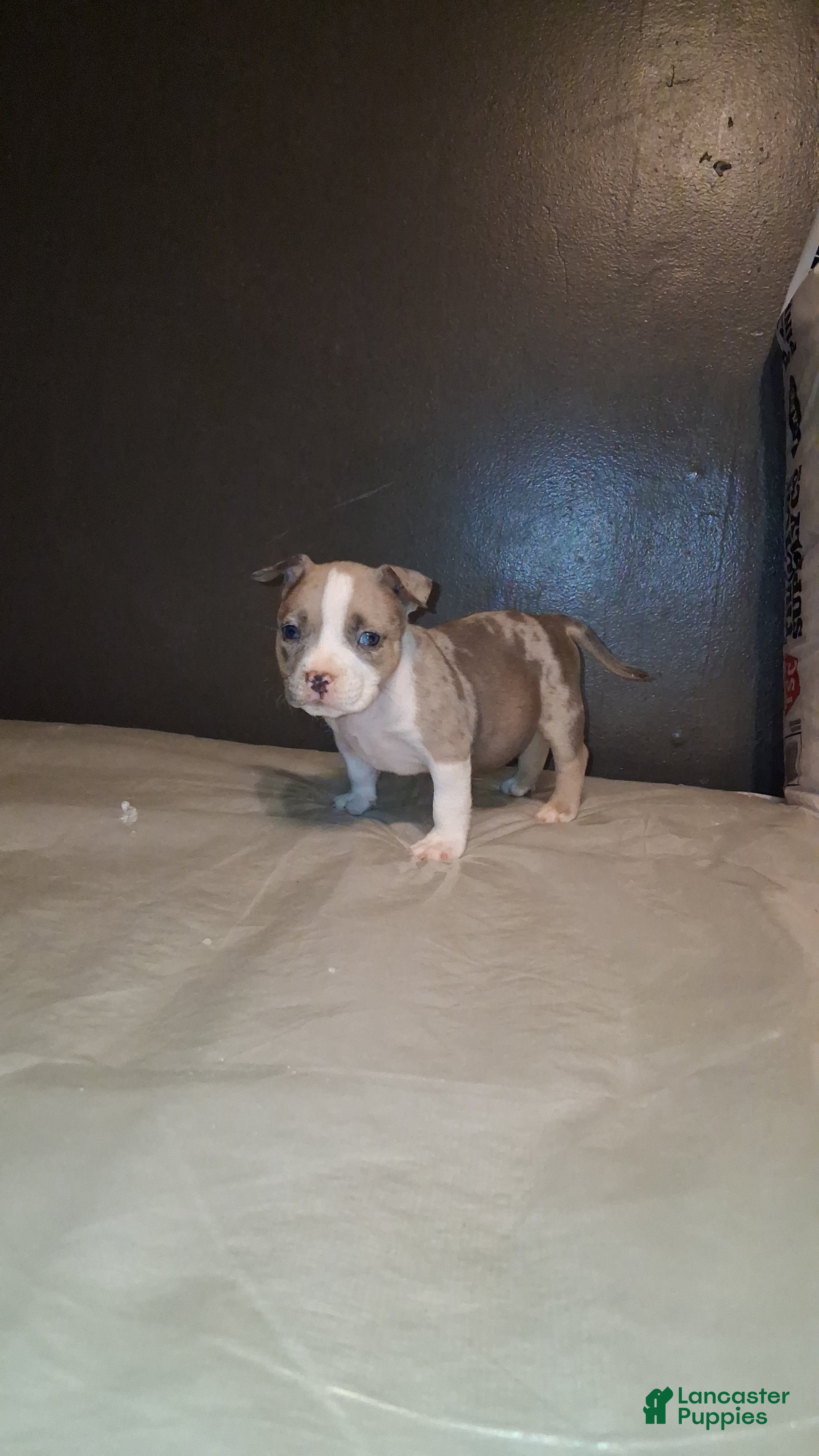 American Bully dogs American Bully 5 - Ad 9