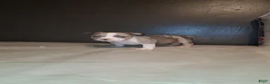 American Bully 5