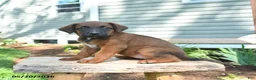 Mixed Breed dogs for sale: Stella - Ad 4
