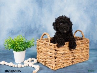 Mixed Breed dogs - Ad 29