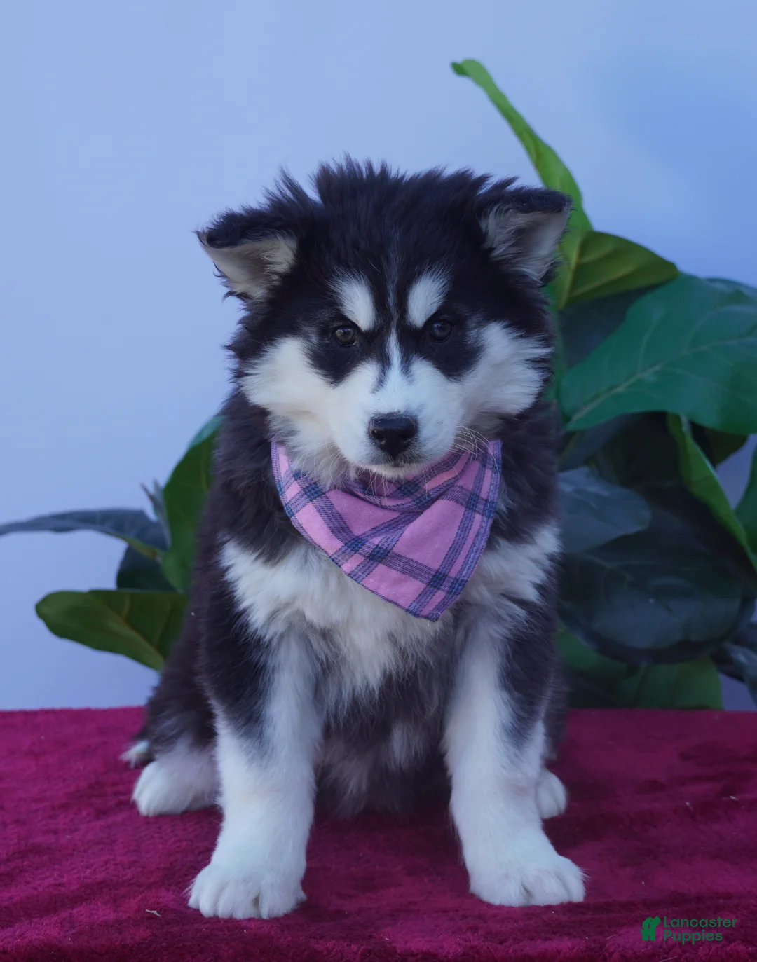 Siberian Husky dogs for sale: Bella - Ad 2