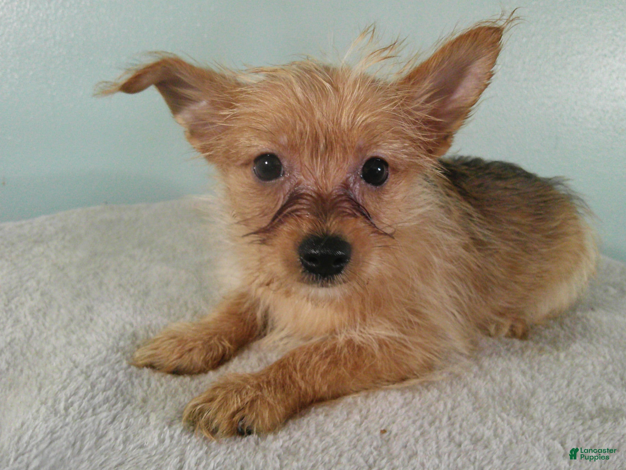 Mixed Breed dogs Charlotte - Ad 1