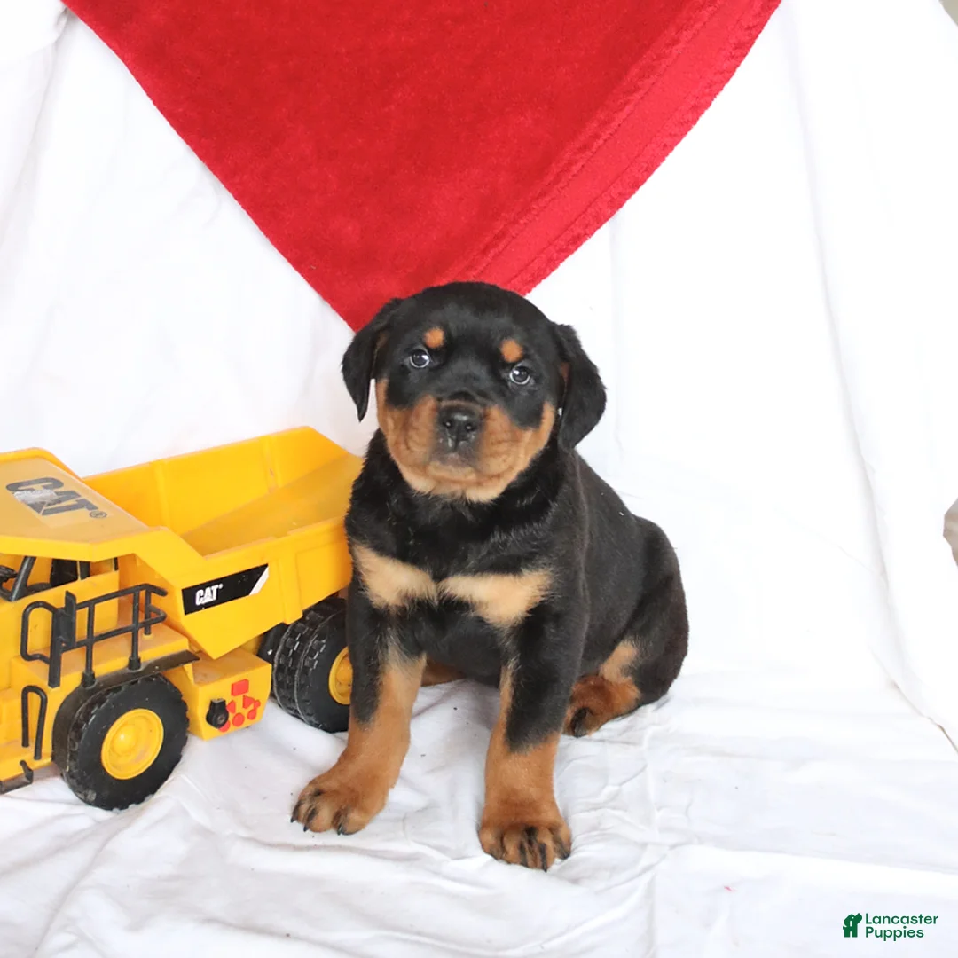 Rottweiler dogs for sale: Axel - Ad 1